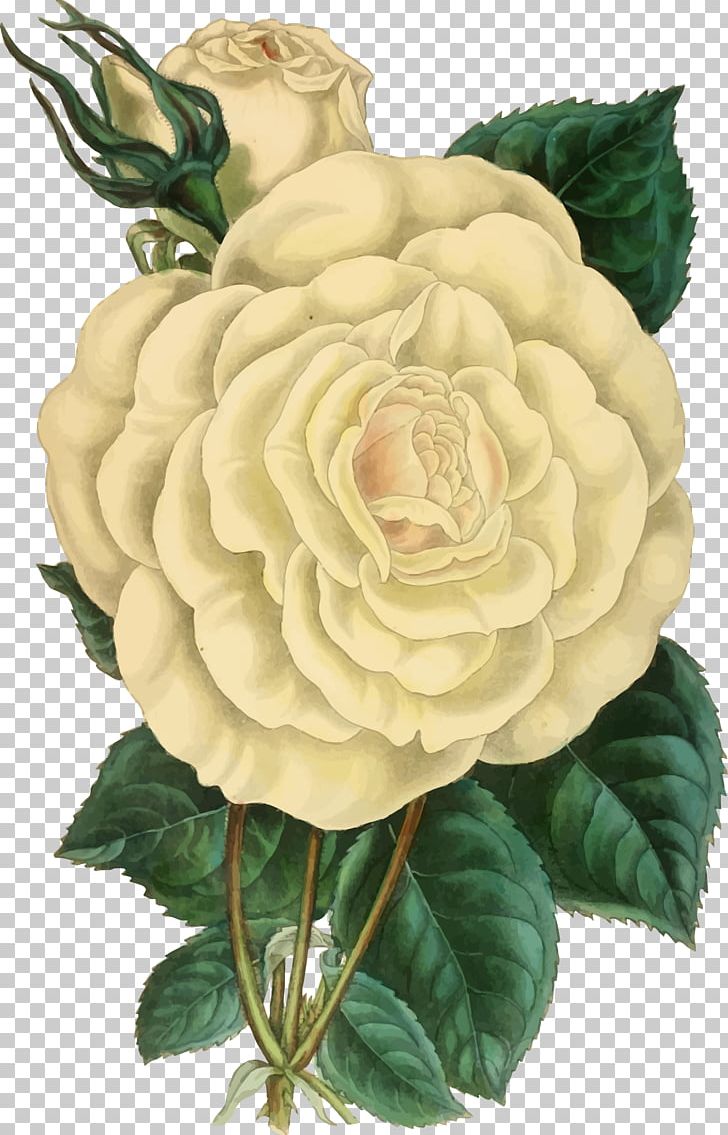 Botanical Illustration Rose Drawing PNG, Clipart, Art, Botanical Illustration, Cut Flowers, Drawing, Flower Free PNG Download