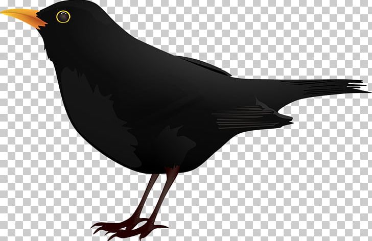 Blackbird PNG, Clipart, Animal, Animals, Animation, Background Black, Balloon Cartoon Free PNG Download