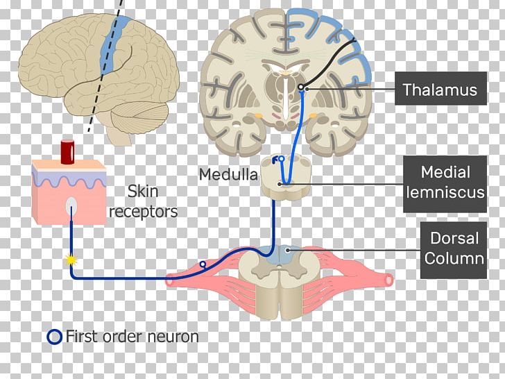 Brain Sensory Neuron Sensory Nervous System Neural Pathway PNG, Clipart, Action Potential, Anatomy, Angle, Human Behavior, Human Body Free PNG Download
