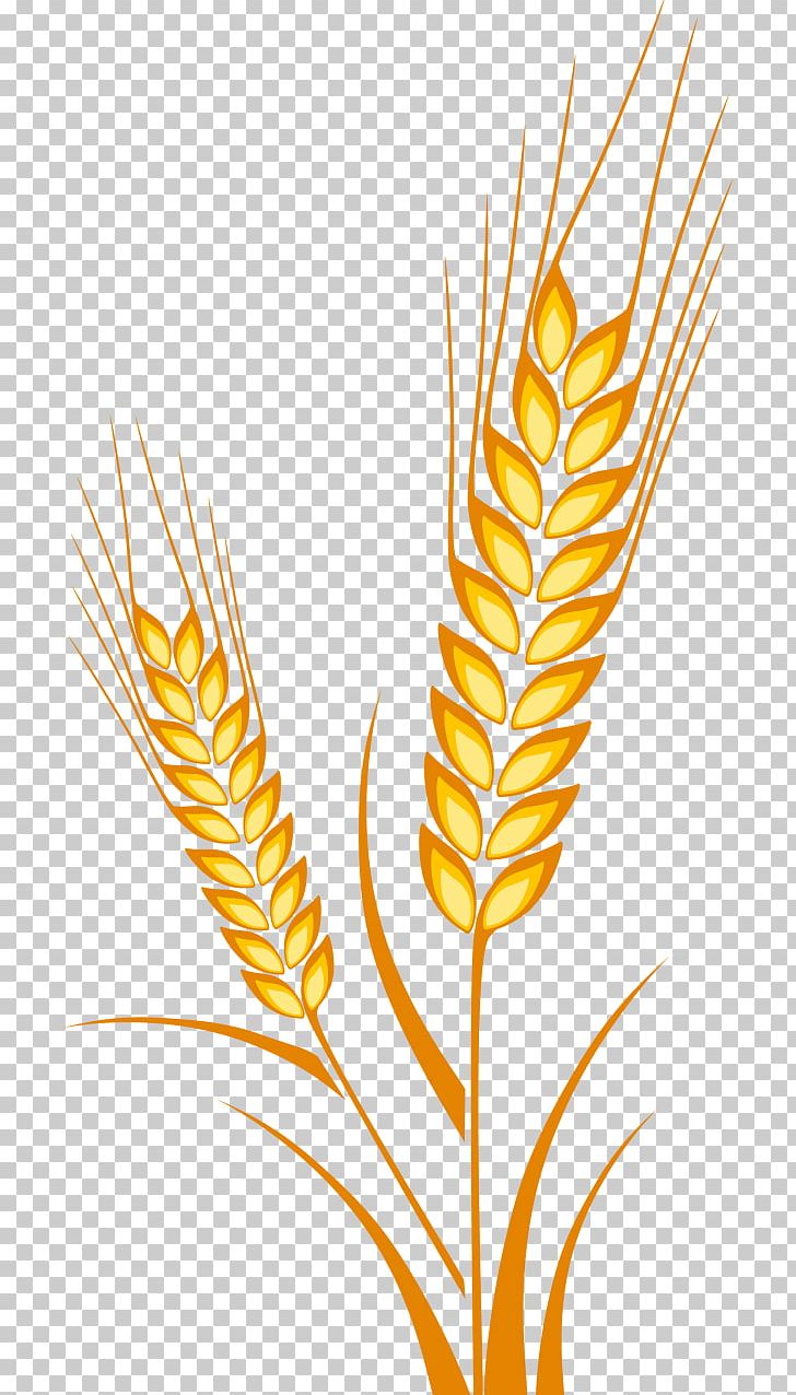 Ear Wheat Drawing Cereal Maize PNG, Clipart, Almindelig Rug, Avena, Barley, Cereal Germ, Commodity Free PNG Download