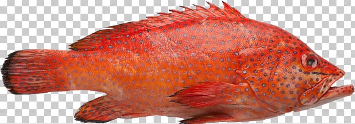 Northern Red Snapper Red Grouper Fish White Grouper Brown Spotted Reef Cod PNG, Clipart, Amberjack, Animals, Brown Spotted Reef Cod, Epinephelus, Fauna Free PNG Download