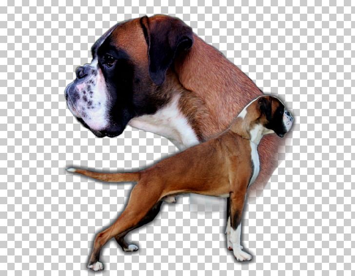 Boxer Valley Bulldog Dog Breed Puppy PNG, Clipart, Animals, Backlink, Boxer, Boxer Dog, Boxer Shorts Free PNG Download
