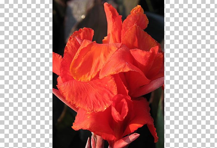 Flower Garden Edible Canna Plant Gladiolus PNG, Clipart, Begonia, Bulb, Canna, Canna Family, Canna Lily Free PNG Download