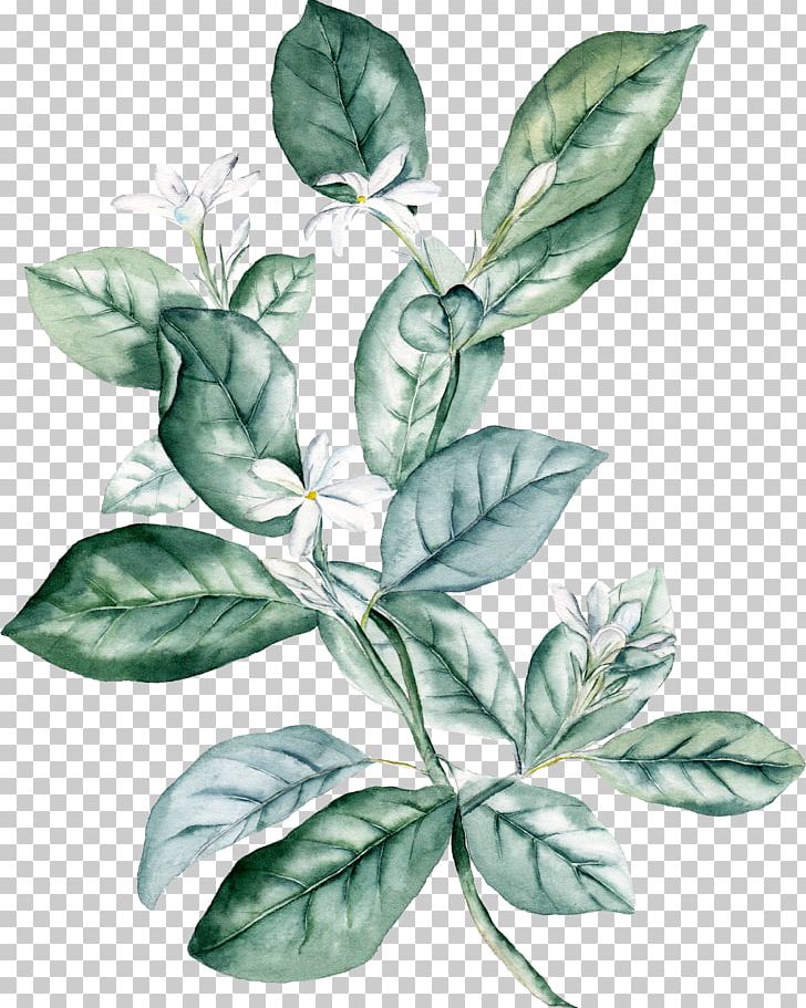 U58a8u7da0 Plant Leaf PNG, Clipart, Architecture, Download, Fall Leaves, Flower, Green Free PNG Download