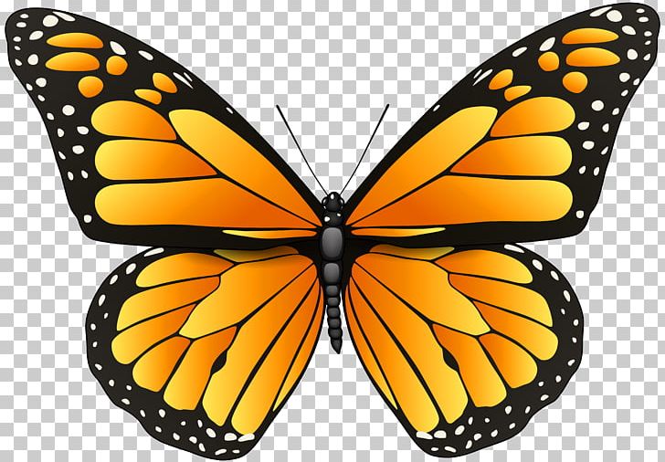 butterfly coloring pages for adults coloring book png