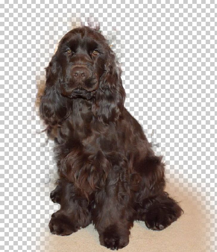 Field Spaniel American Cocker Spaniel Boykin Spaniel English Cocker Spaniel American Water Spaniel PNG, Clipart, American Cocker Spaniel, Boykin Spaniel, Breed, Carnivoran, Cockapoo Free PNG Download