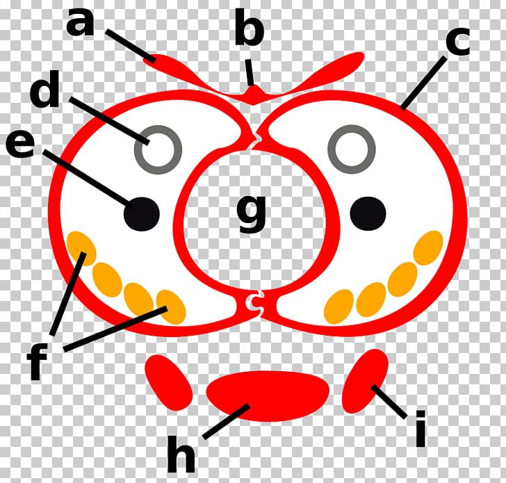 Smiley Function Composition Angle PNG, Clipart, Angle, Area, Area M, Circle, Function Free PNG Download