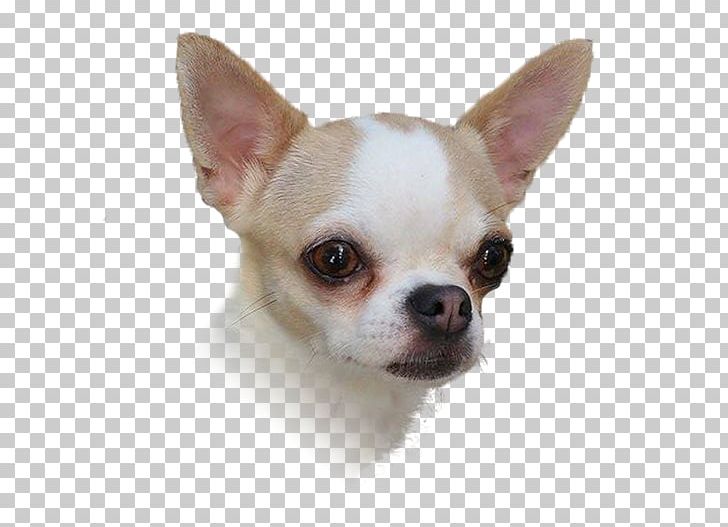 Chihuahua Puppy Dog Breed Companion Dog Toy Dog PNG, Clipart, Animals, Breed, Carnivoran, Chihuahua, Companion Dog Free PNG Download