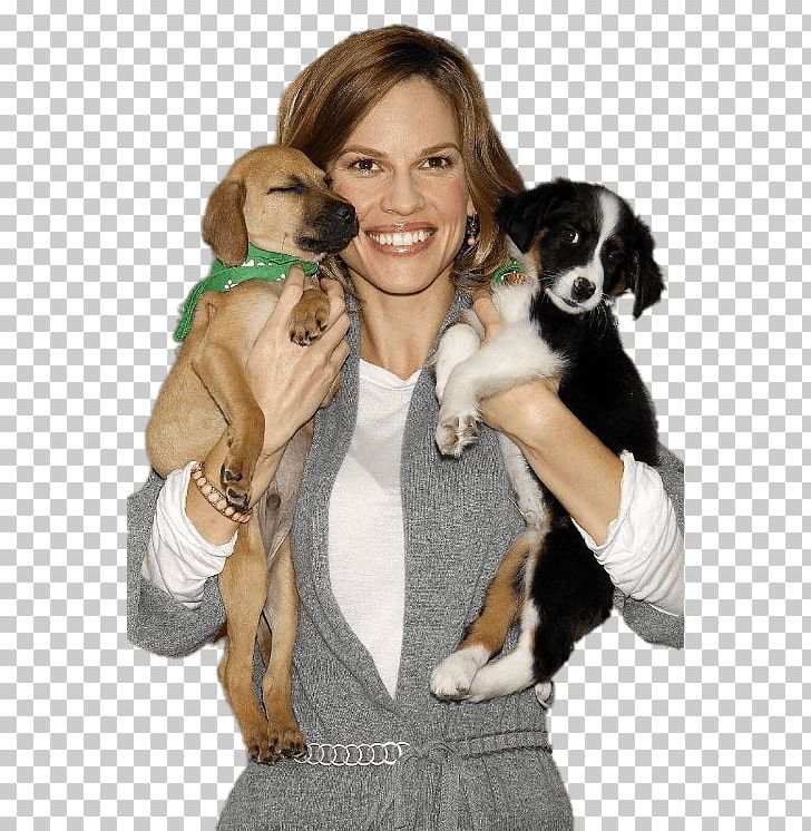 Hilary Swank Puppy Dog Breed Companion Dog PNG, Clipart, Animals, Companion Dog, Dog, Dog Breed, Dog Like Mammal Free PNG Download