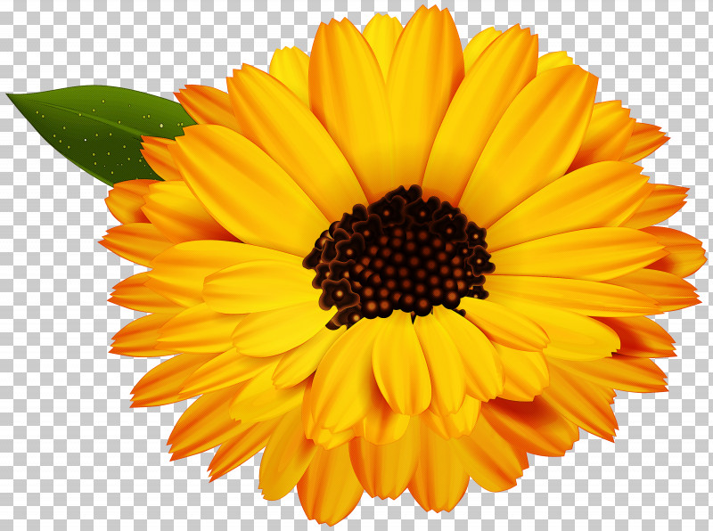 Sunflower PNG, Clipart, Annual Plant, Barberton Daisy, Calendula, Cut Flowers, Daisy Family Free PNG Download