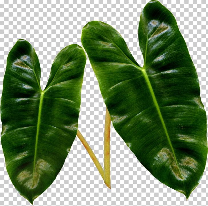 Leaf Liana Plant Stem PNG, Clipart, Banana, Branch, Chard, Clip Art, Digital Image Free PNG Download