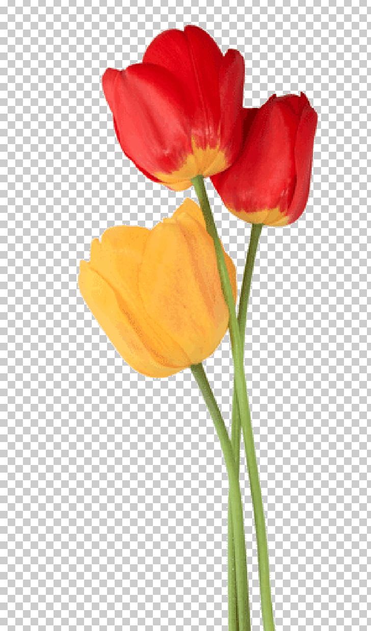 Tulip PNG, Clipart, Bud, Coquelicot, Cut Flowers, Digital Image, Download Free PNG Download