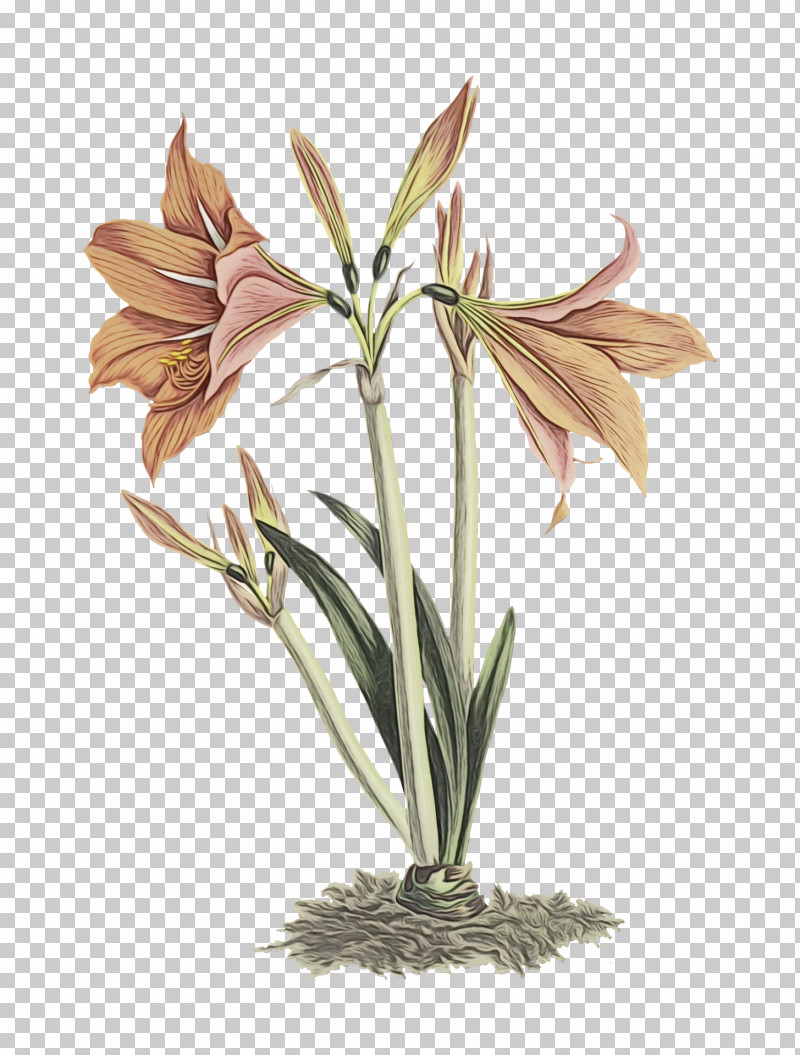 Amaryllis Plant Stem Cut Flowers Jersey Lily Flowerpot PNG, Clipart, Amaryllis, Biology, Cut Flowers, Flower, Flowerpot Free PNG Download