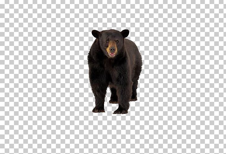 American Black Bear Brown Bear Tiger Squirrel PNG, Clipart, American Black Bear, Animal, Animals, Background Black, Bear Free PNG Download