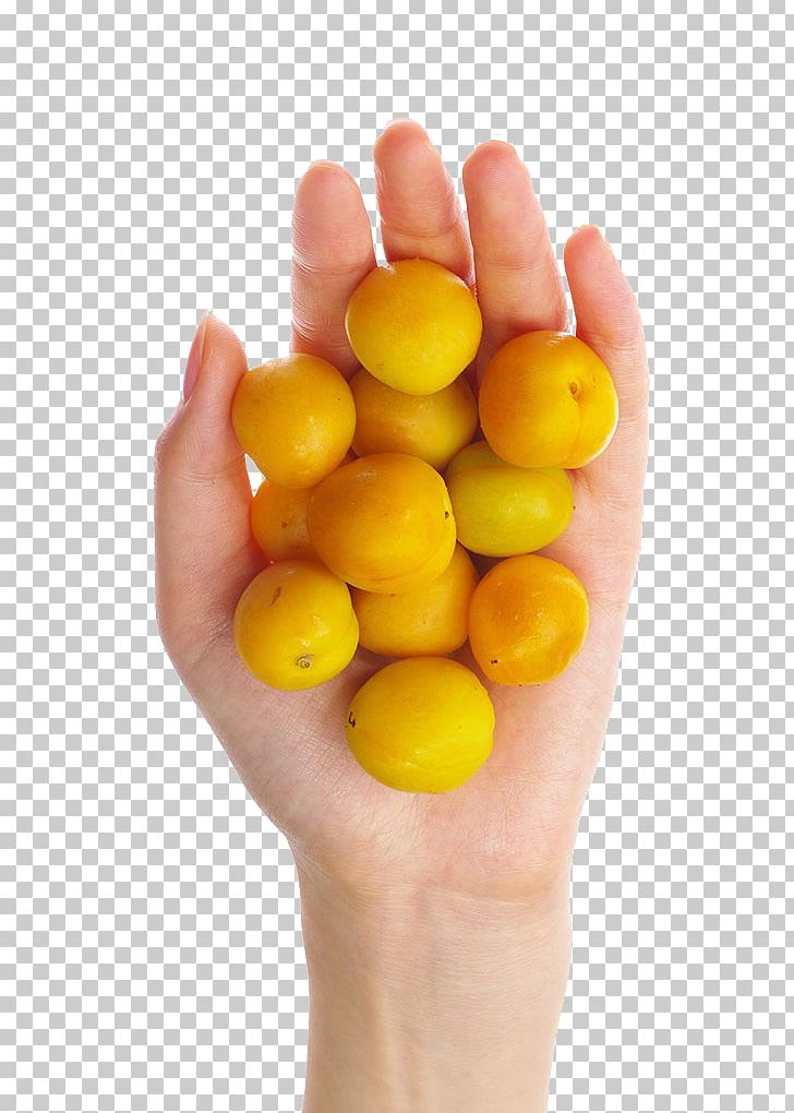 Food Hand Citrus PNG, Clipart, Adobe Illustrator, Apricot Blossom Yellow, Apricot Flower, Apricots, Citrus Free PNG Download