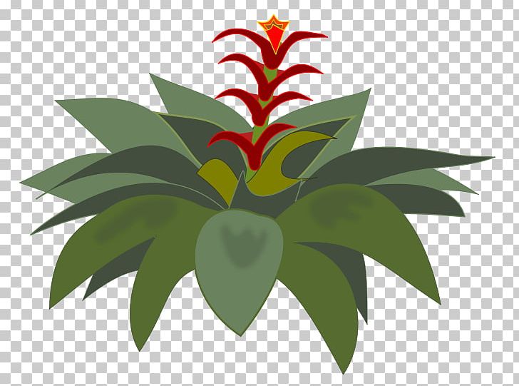 Bromelia PNG, Clipart, Bromelia, Bromeliads, Computer Icons, Download, Flower Free PNG Download