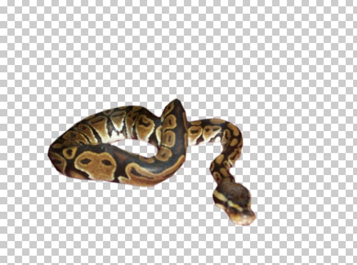 Boa Constrictor Jewellery Boas PNG, Clipart, Boa Constrictor, Boas, Jewellery, Metal, Miscellaneous Free PNG Download