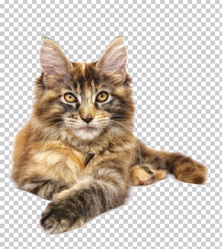 Maine Coon Norwegian Forest Cat Siberian Cat Kitten PNG, Clipart, Animal, Animals, Asian Semi Longhair, Breed, Calico Cat Free PNG Download