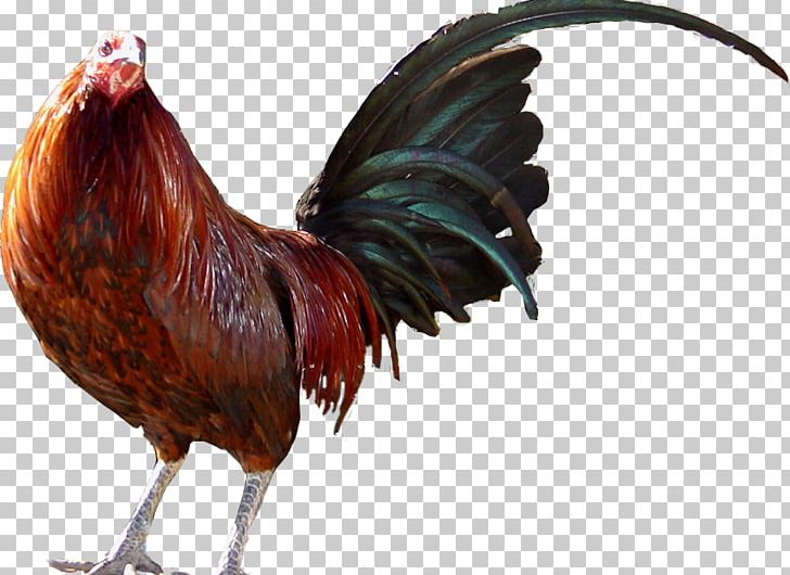 Rooster Chicken Dominican Republic United States Beak PNG, Clipart, Animals, Beak, Bird, Chicken, Dominican Republic Free PNG Download