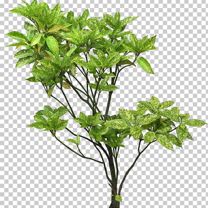 Tree Plant Shrub Branch Aucuba Japonica PNG, Clipart, Concept, Environmental Protection, Evergreen, Flowerpot, Garden Free PNG Download