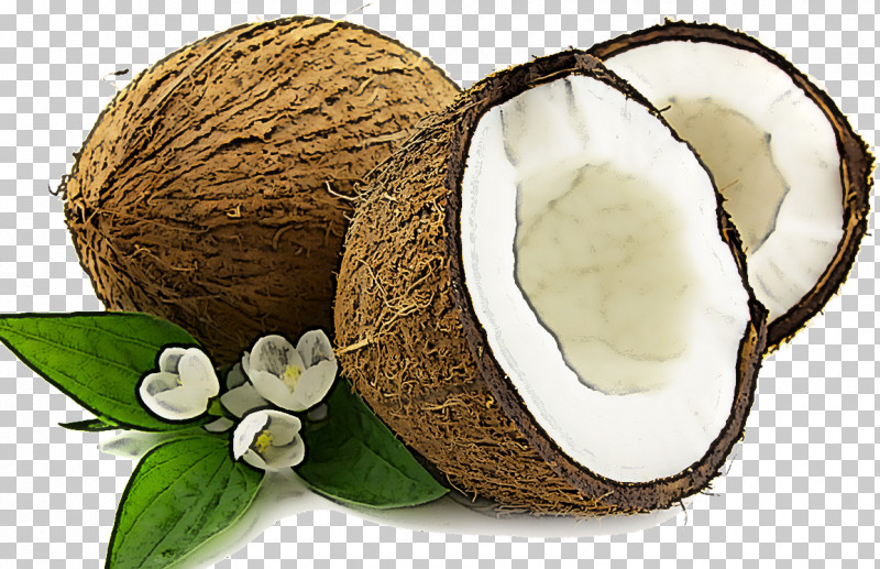 Coconut PNG, Clipart, Coconut, Coconut Water, Plant Free PNG Download