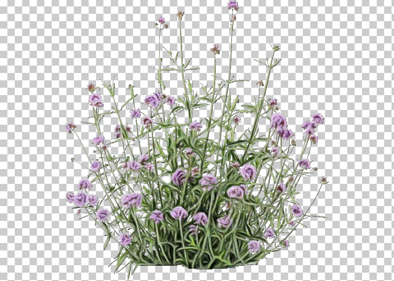 Flower Garden PNG, Clipart, English Lavender, Essential Oil, Flower, Flower Garden, French Lavender Free PNG Download