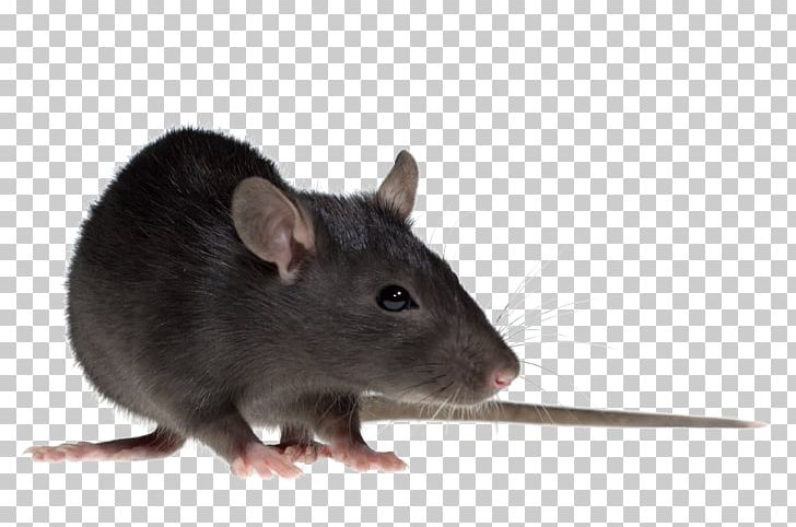 Brown Rat Mouse Gerbil Rodent Black Rat PNG, Clipart, Animals, Black Rat, Brown Rat, Fauna, Gerbil Free PNG Download