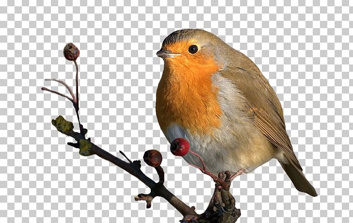 European Robin American Sparrows Animal PNG, Clipart, 5 Gif, 16 September, American Sparrows, Animal, Beak Free PNG Download