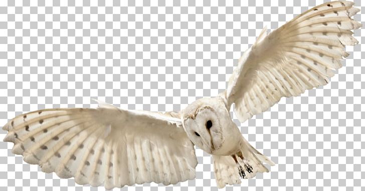 Owl Bird Flight PNG, Clipart, Animals, Beak, Bird, Bird Flight, Bird Of Prey Free PNG Download