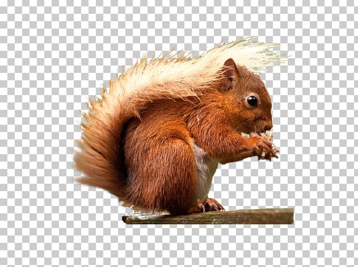 Red Squirrel Rodent PNG, Clipart, Animal, Animals, Computer Icons, Download, Eastern Gray Squirrel Free PNG Download