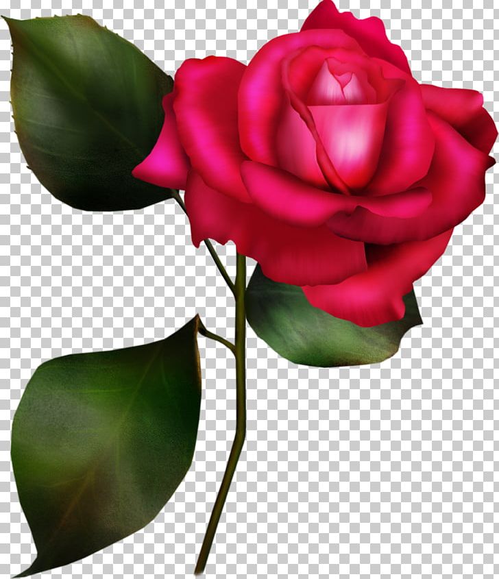 Rose PNG, Clipart, Art, Bud, China Rose, Cut Flowers, Desktop Wallpaper Free PNG Download