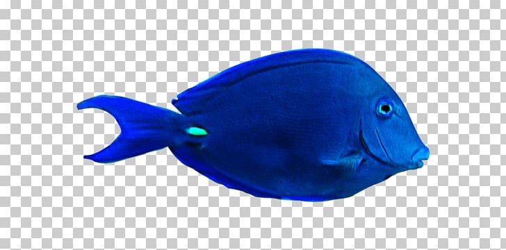 Fish Plastic Marine Mammal .cf PNG, Clipart, Animals, Blue, Bluefish, Cap, Cobalt Blue Free PNG Download