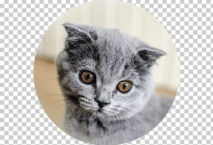 American Shorthair British Shorthair Chartreux European Shorthair American Wirehair PNG, Clipart, American Wirehair, Animals, Asia, Asian, British Shorthair Free PNG Download