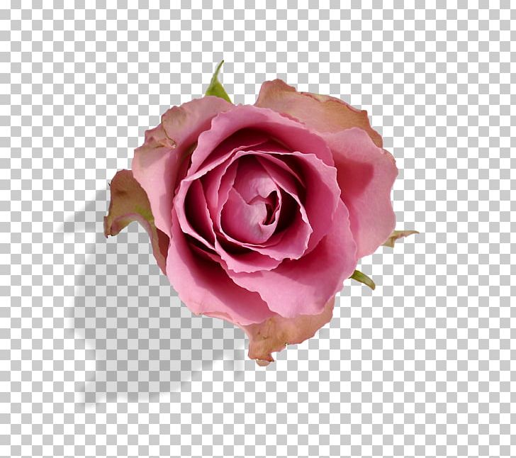 Garden Roses Einführung In Die Vererbungslehre Cabbage Rose Quotation PNG, Clipart, Apk, Closeup, Crossstitch, Cut Flowers, Emotion Free PNG Download