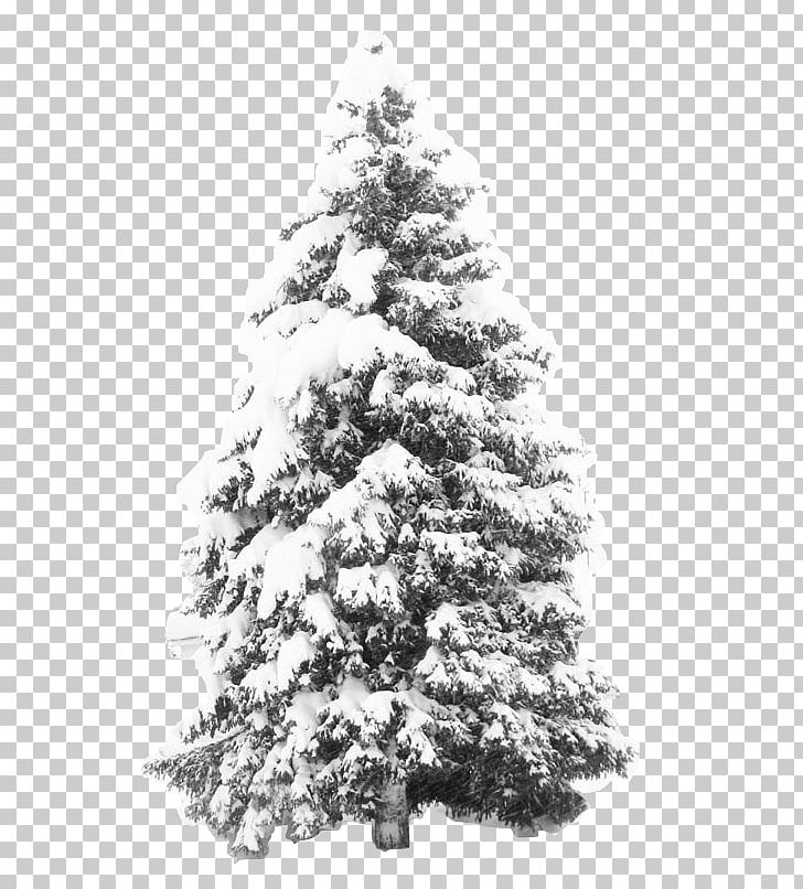 Snowflake Tree Pine PNG, Clipart, Black And White, Branch, Christmas, Christmas Decoration, Christmas Ornament Free PNG Download