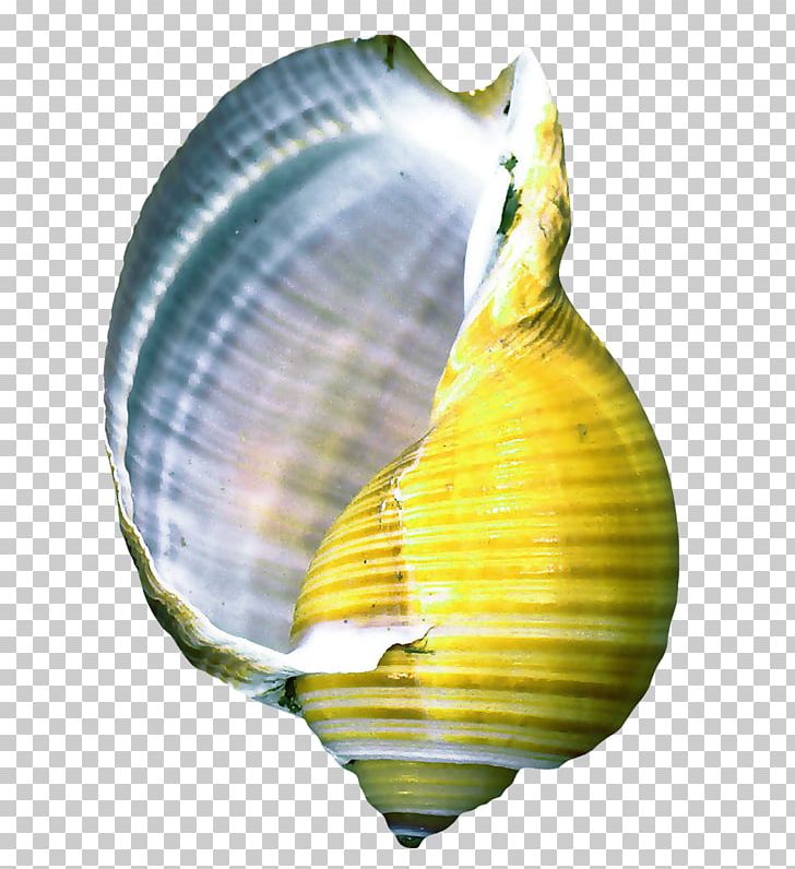 Seashell Conch Information PNG, Clipart, Cockle, Conch, Decoration, Digital Image, Download Free PNG Download