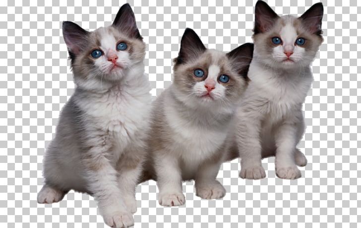 Tri Kotenka Kitten Cat PNG, Clipart, Aegean Cat, American Wirehair, Animals, Carnivoran, Cat Like Mammal Free PNG Download