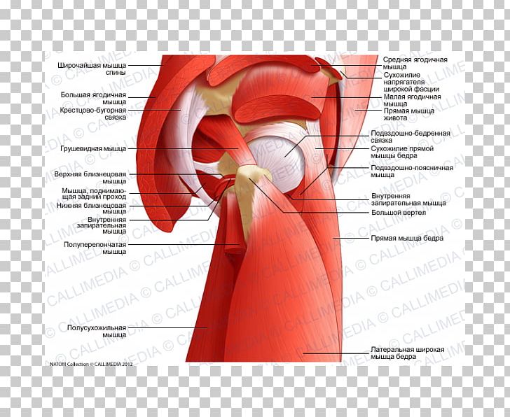 Adductor Muscles Of The Hip Tendon Anatomy PNG, Clipart, Adductor Magnus Muscle, Adductor Muscles Of The Hip, Anatomy, Biceps, Diagram Free PNG Download
