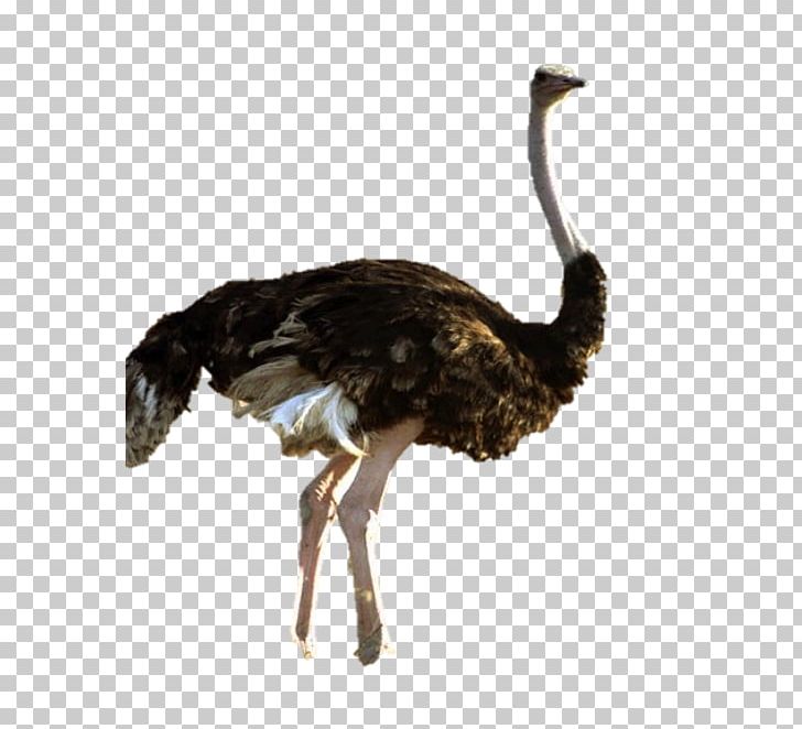 Common Ostrich Flightless Bird PNG, Clipart, Animal, Animals, Beak, Bird, Bird Bird Free PNG Download