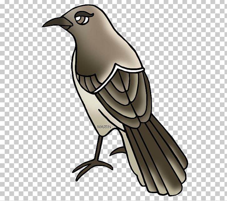 Feather Beak Tail PNG, Clipart, Animals, Beak, Bird, Bird Clipart, Crow Free PNG Download