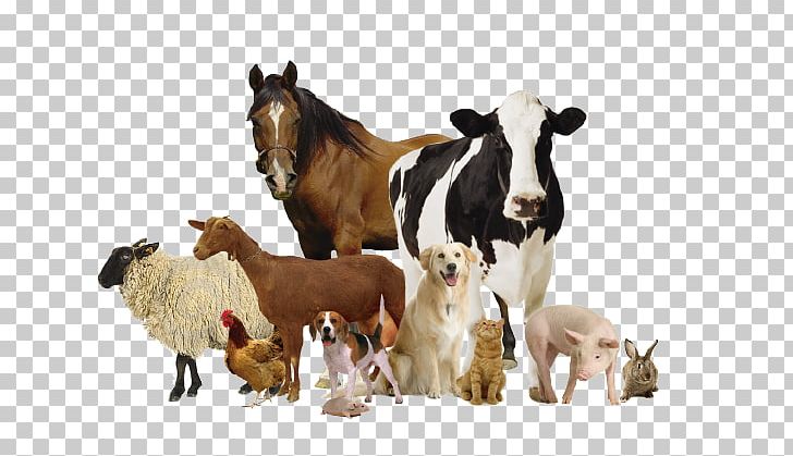 Horse Veterinary Medicine Veterinarian Animal Health Products PNG, Clipart, Animal, Animal Health, Cattle Like Mammal, Cow Goat Family, Dentistry Free PNG Download