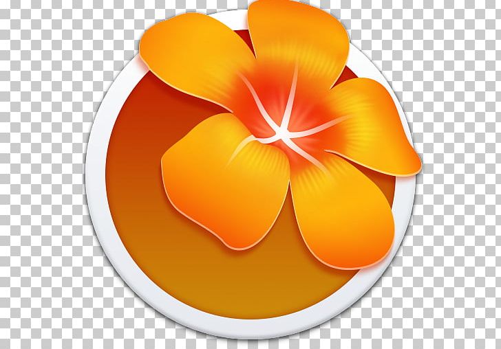 Orange Petal Flower Yellow PNG, Clipart, Adobe After Effects, Adobe Illustrator, Application, App Store, Computer Icons Free PNG Download