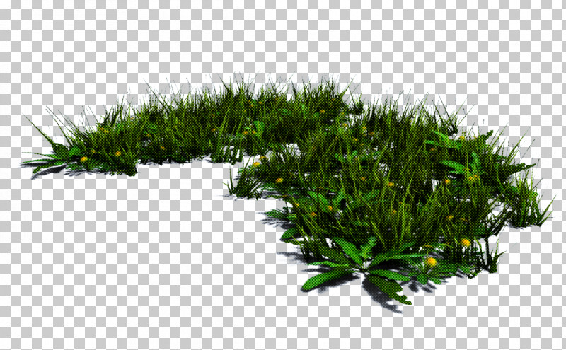 Plant Grass Vegetation Tree Leaf PNG, Clipart, Grass, Herb, Leaf, Lodgepole Pine, Plant Free PNG Download