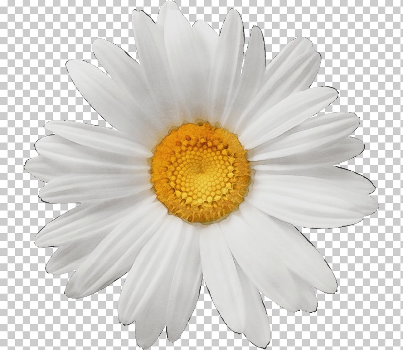 Daisy PNG, Clipart, Annual Plant, Aster, Asterales, Barberton Daisy, Camomile Free PNG Download