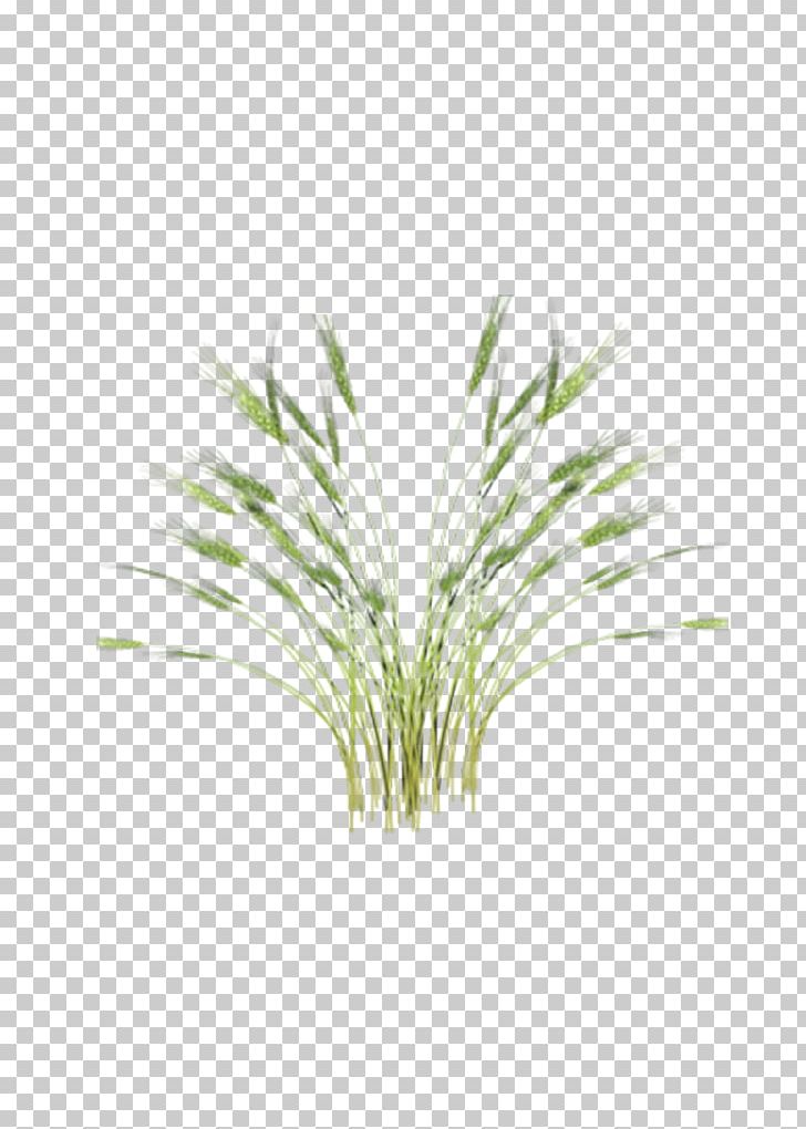 Green Rice Oryza Sativa Paddy Field PNG, Clipart, Branch, Brown Rice, Designer, Download, Euclidean Vector Free PNG Download