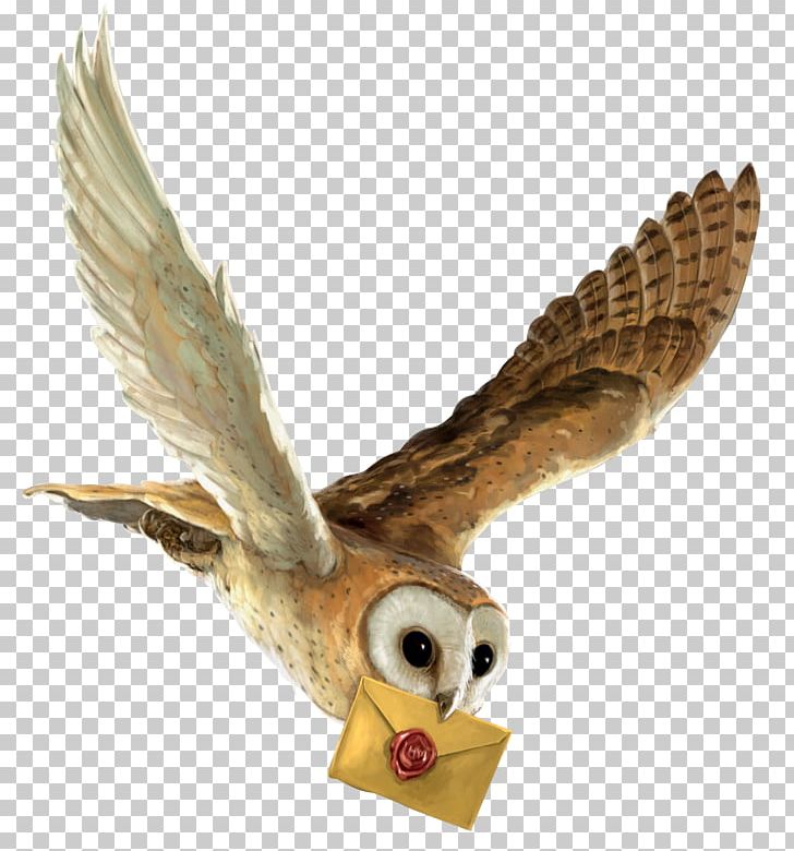 Harry Potter And The Philosopher's Stone Owl Hedwig Hogwarts PNG, Clipart, Albus Dumbledore, Art, Beak, Bird, Bird Of Prey Free PNG Download