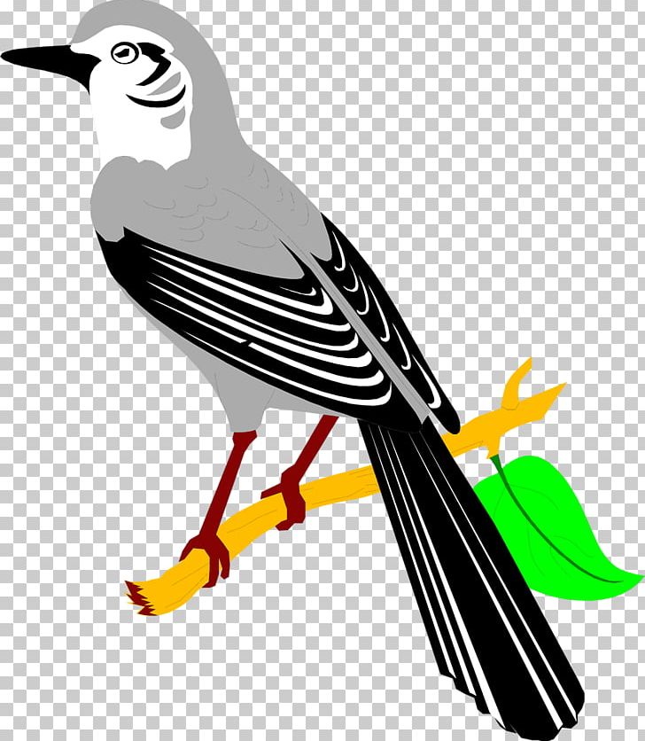 Northern Mockingbird PNG, Clipart, Animals, Artwork, Beak, Bird, Download Free PNG Download