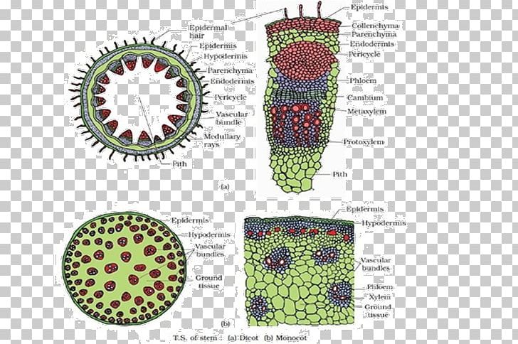 Plant Stem Cell Dicotyledon Plants Tissue PNG, Clipart, Anatomy, Botany, Cell, Diagram, Dicotyledon Free PNG Download