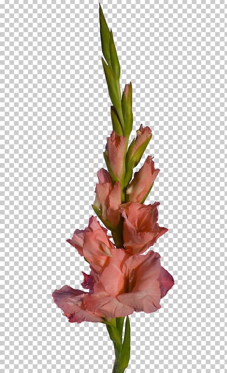 Gladiolus Cut Flowers Floral Design Plant Stem PNG, Clipart, Email, Floristry, Flower, Flower Arranging, Flowering Plant Free PNG Download