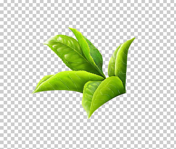 Green Tea Masala Chai White Tea Leaf PNG, Clipart, Food Drinks, Green Tea, Herbal Tea, Infusion, Ito En Free PNG Download